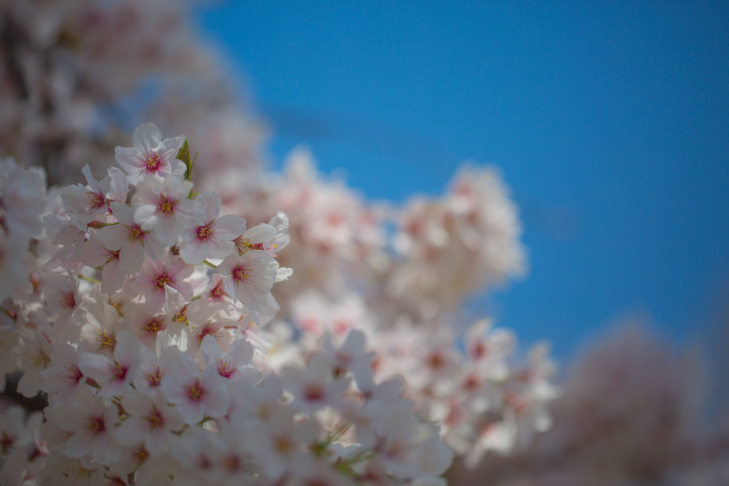 2018桜模様　色々