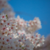 2018桜模様　色々