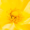 造花