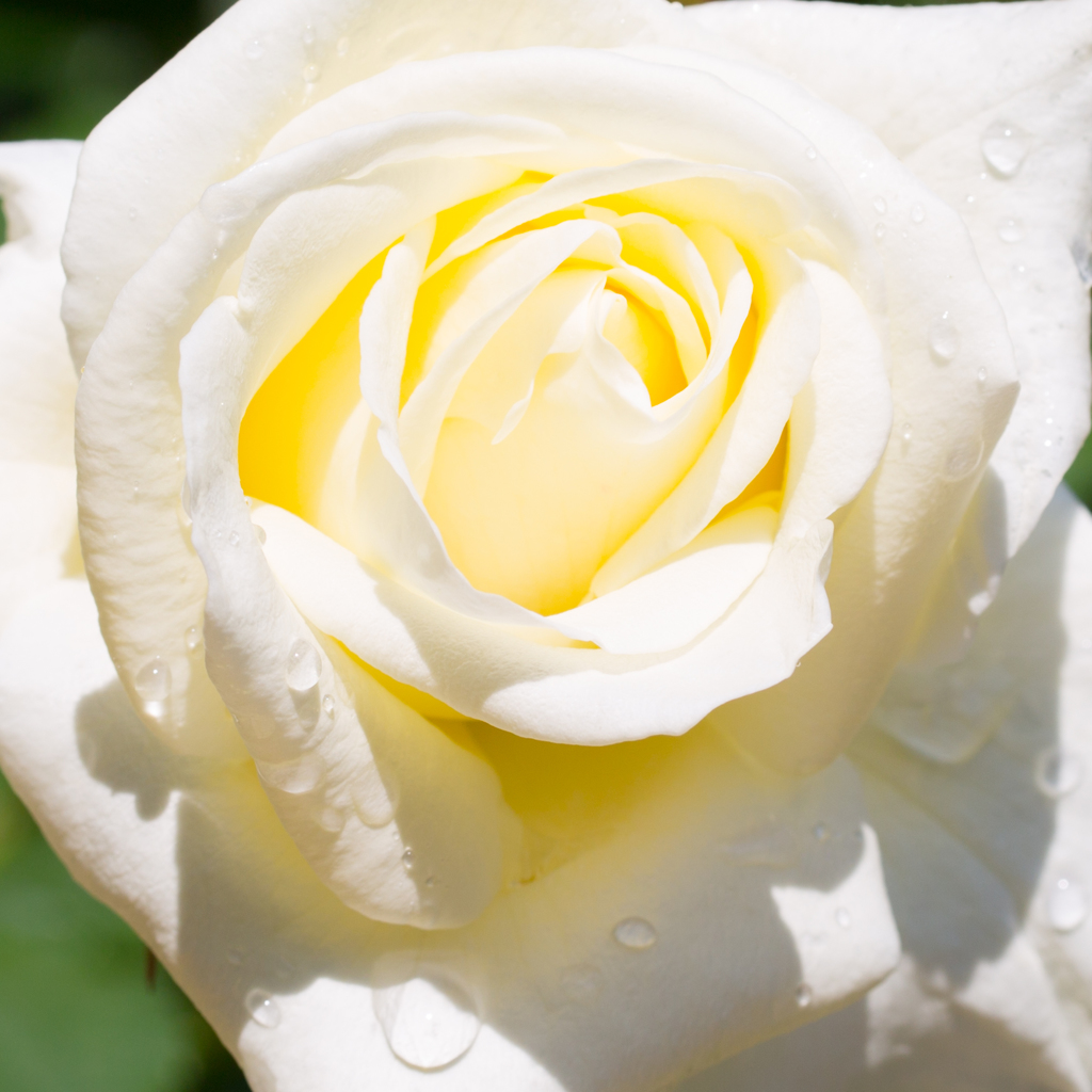 ホワイトローズ