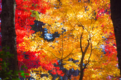 紅葉