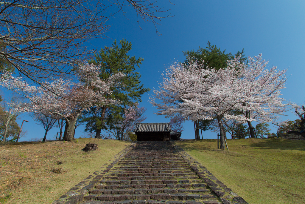 2018奈良公園