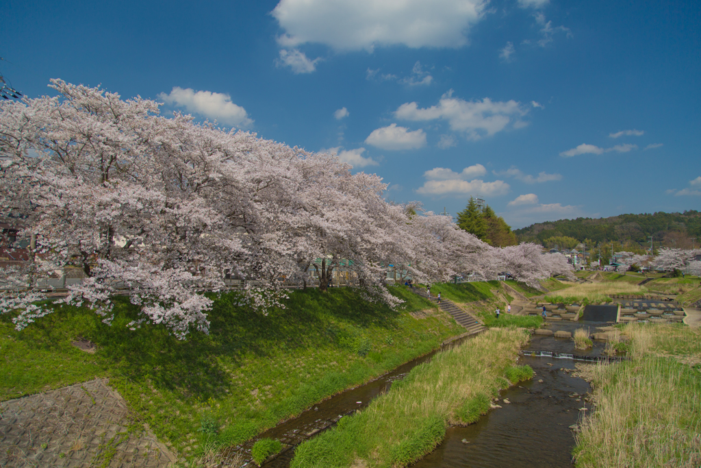 2018桜