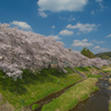 2018桜