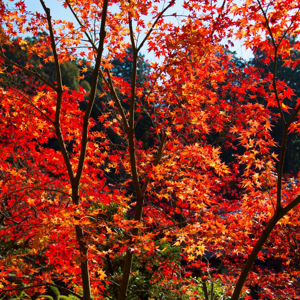 ２０１４紅葉