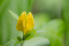 宇治植物公園にて