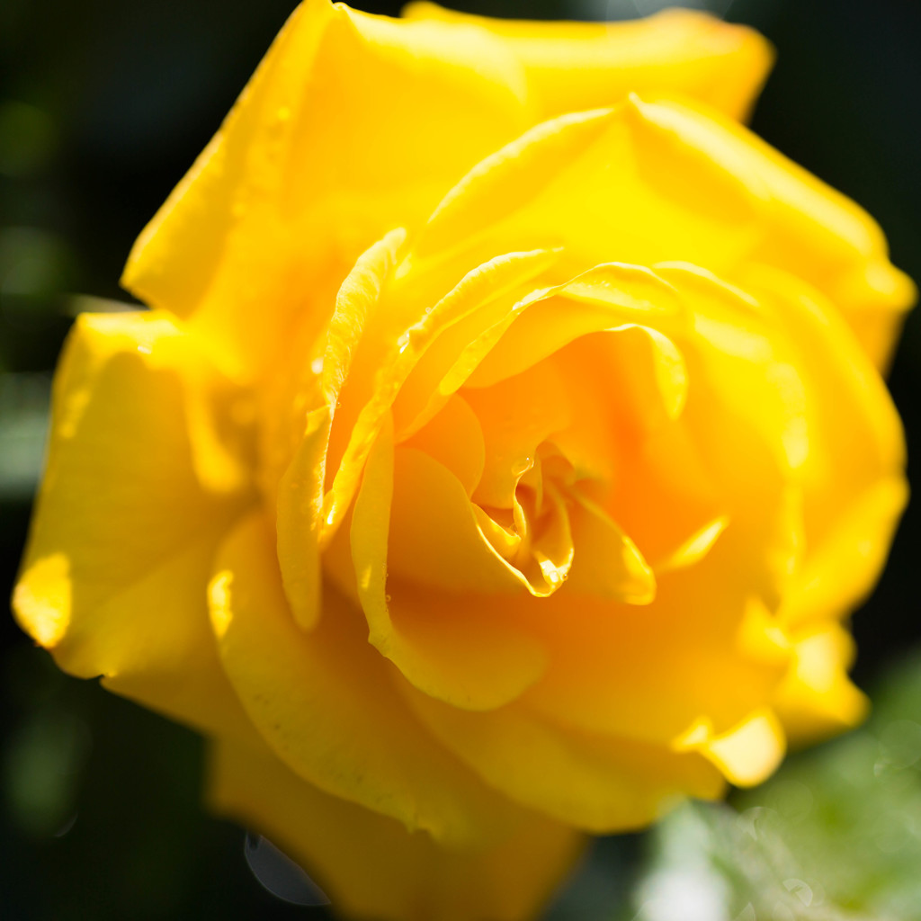 薔薇