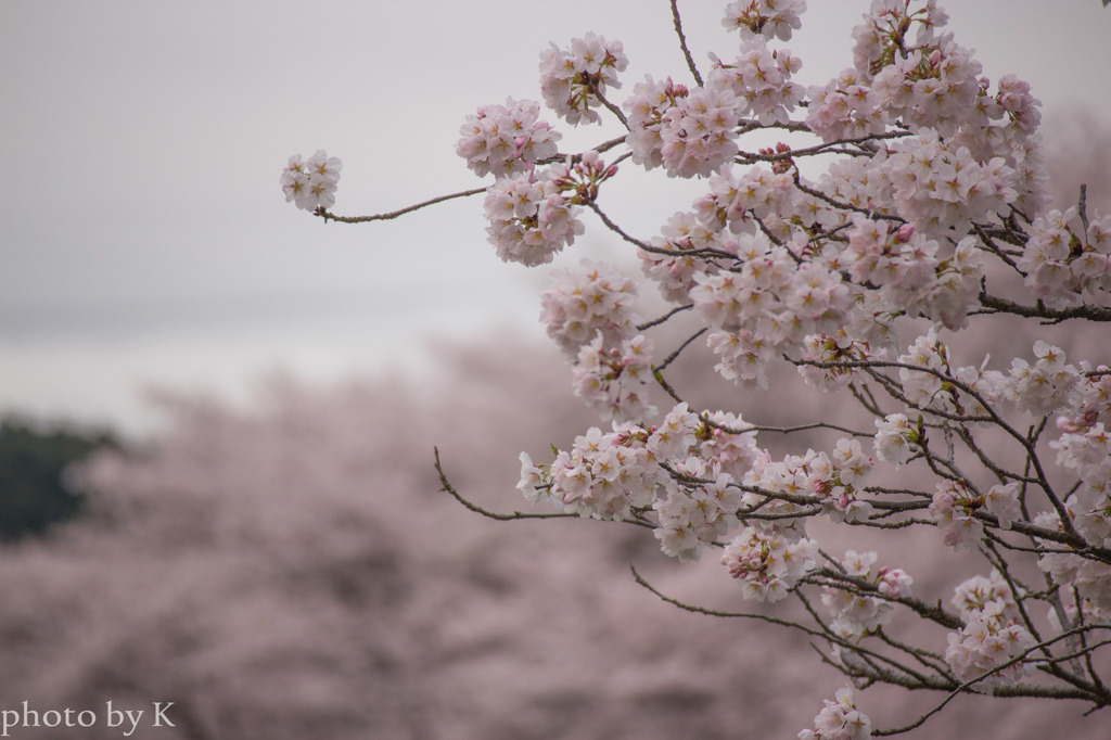 桜
