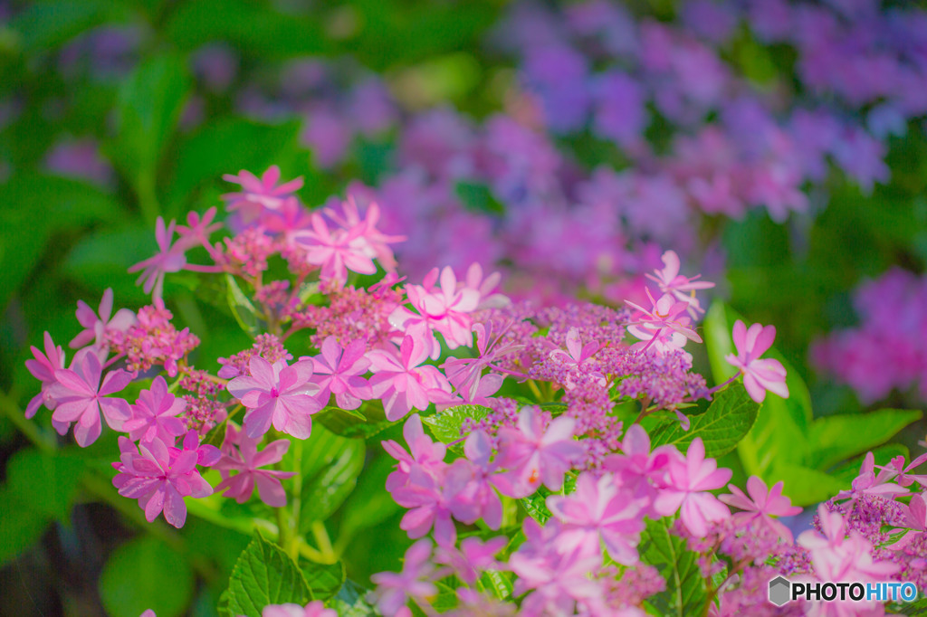 紫陽花