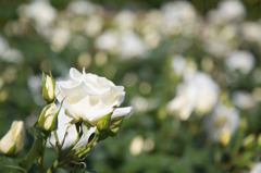 ホワイトローズ