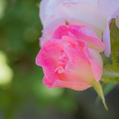 2017薔薇　霊山寺