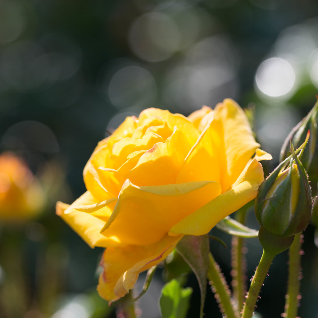 薔薇