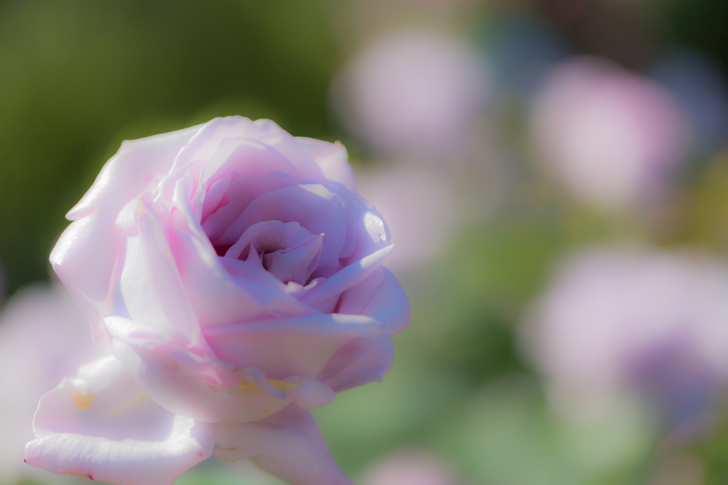 2017薔薇　霊山寺