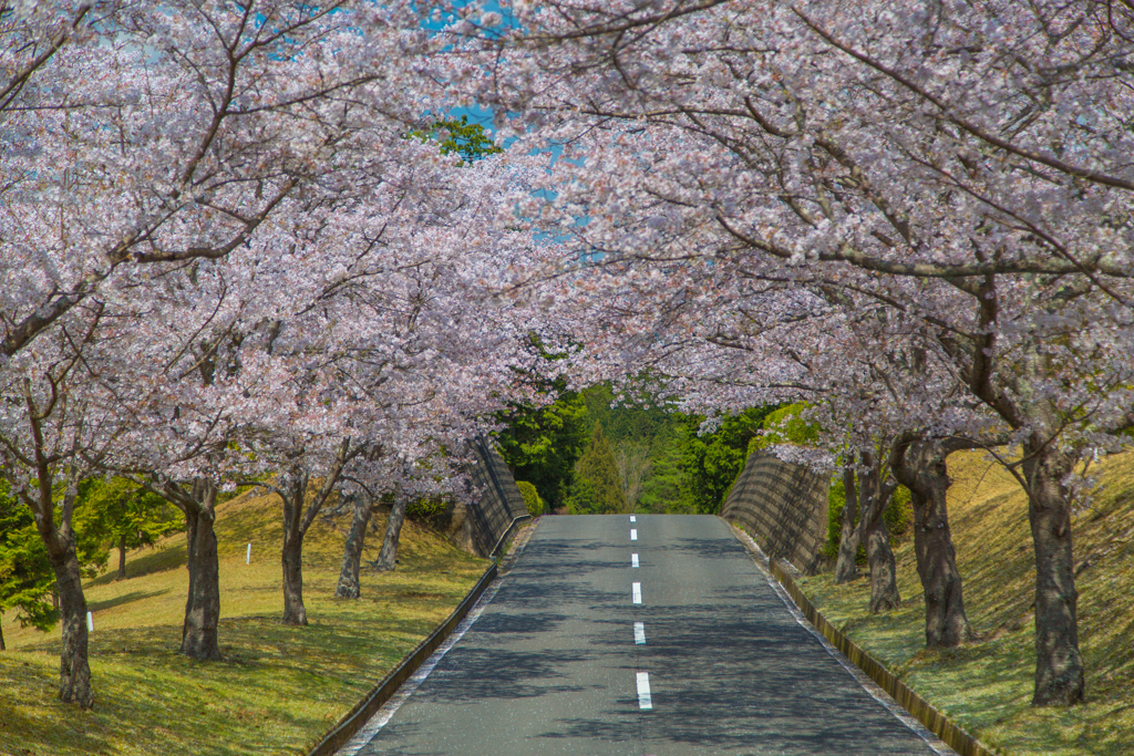 2018桜