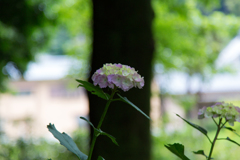 矢田寺 紫陽花