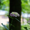 矢田寺 紫陽花