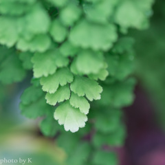 葉
