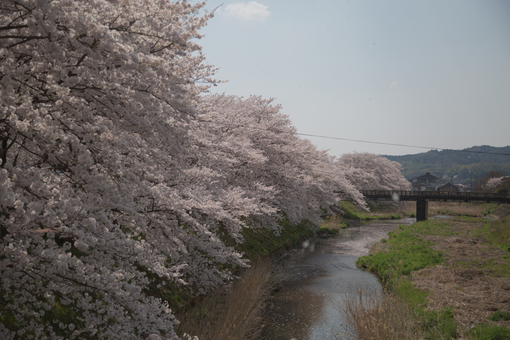 2018桜