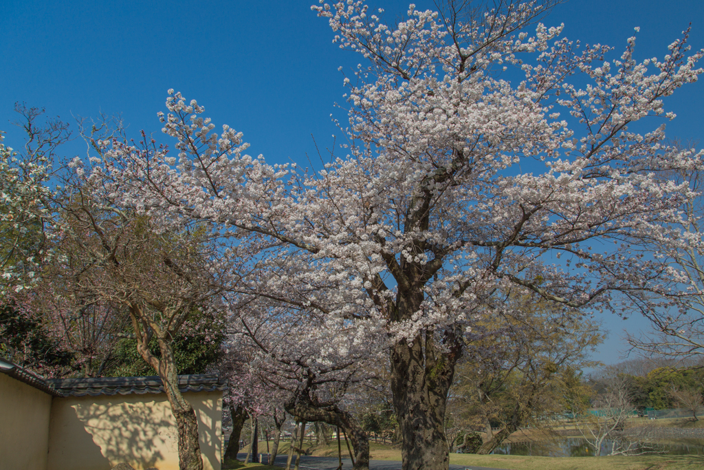 2018奈良公園