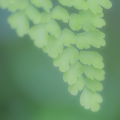 宇治植物園にて