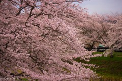 桜