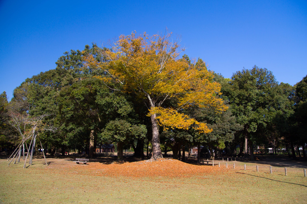 10月の奈良公園にて