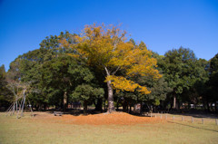 10月の奈良公園にて