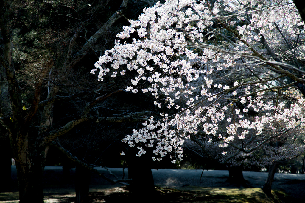 2017桜～奈良公園