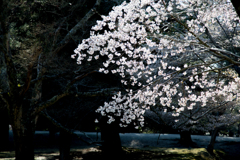2017桜～奈良公園