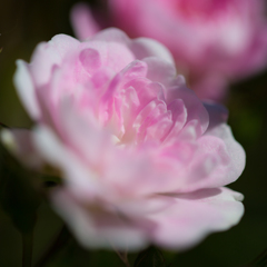 2017薔薇　霊山寺