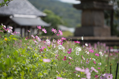 2017般若寺（秋桜寺）