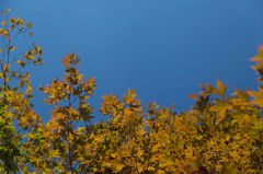 紅葉