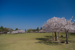 2018奈良公園