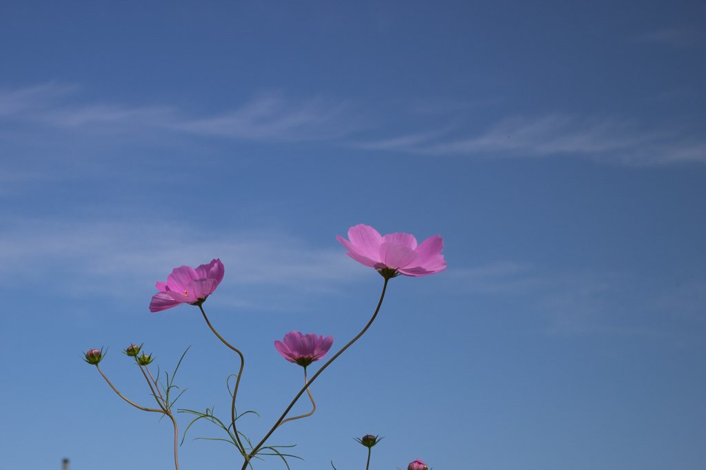 秋桜