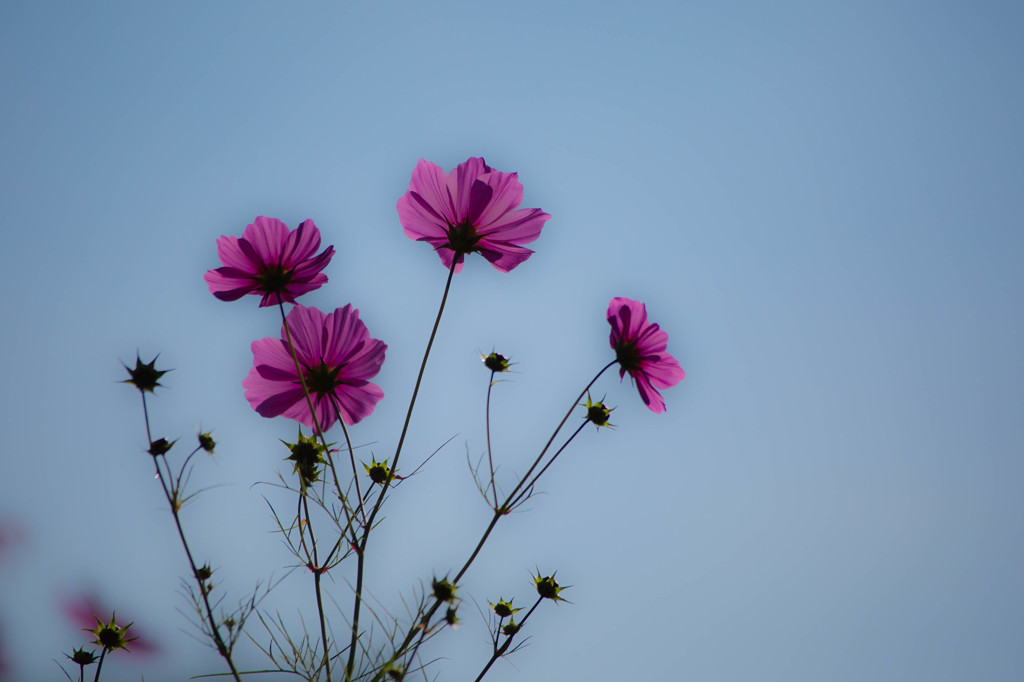 秋桜