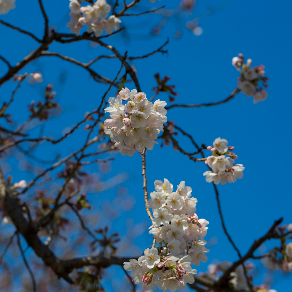 2017桜～奈良公園