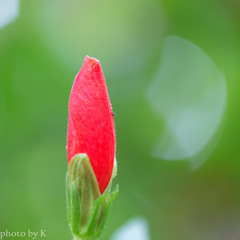 蕾