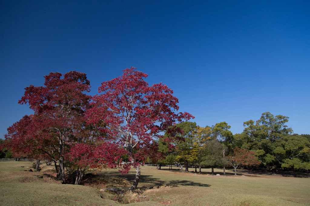 10月の奈良公園にて