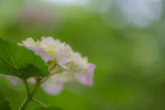 矢田寺 紫陽花