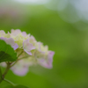 矢田寺 紫陽花