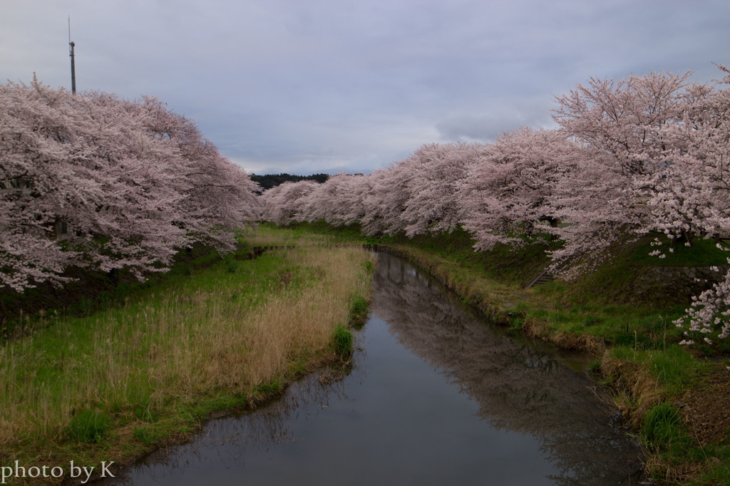 桜