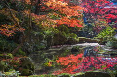 紅葉