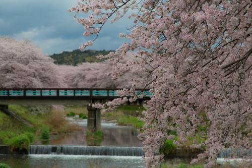 2017桜
