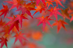 2018 紅葉