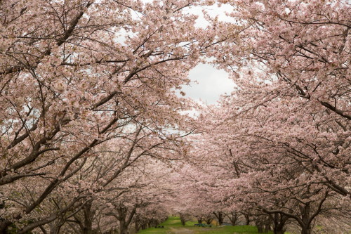 2017桜