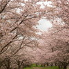 2017桜