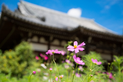2017般若寺（秋桜寺）