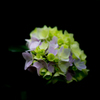 矢田寺 紫陽花