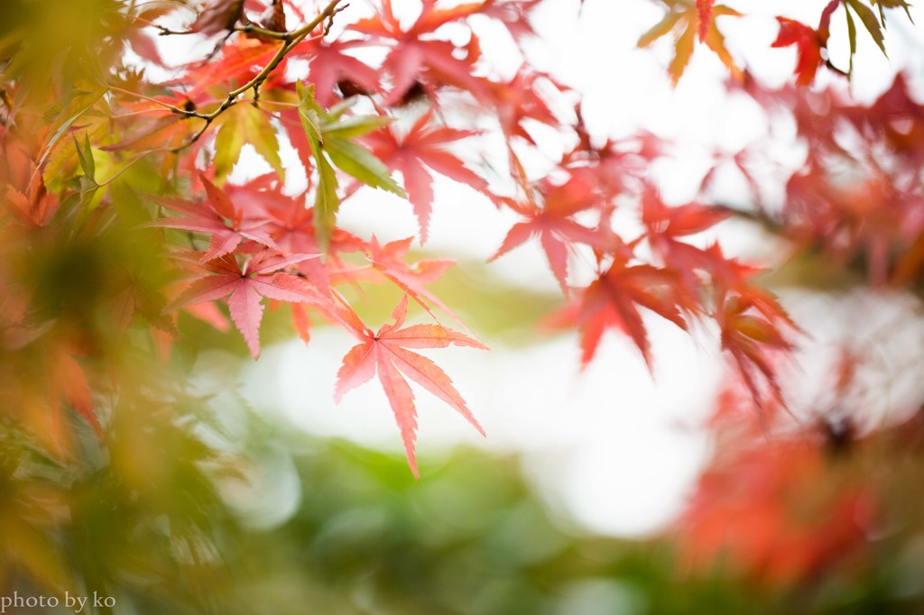 2014紅葉