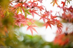 2014紅葉